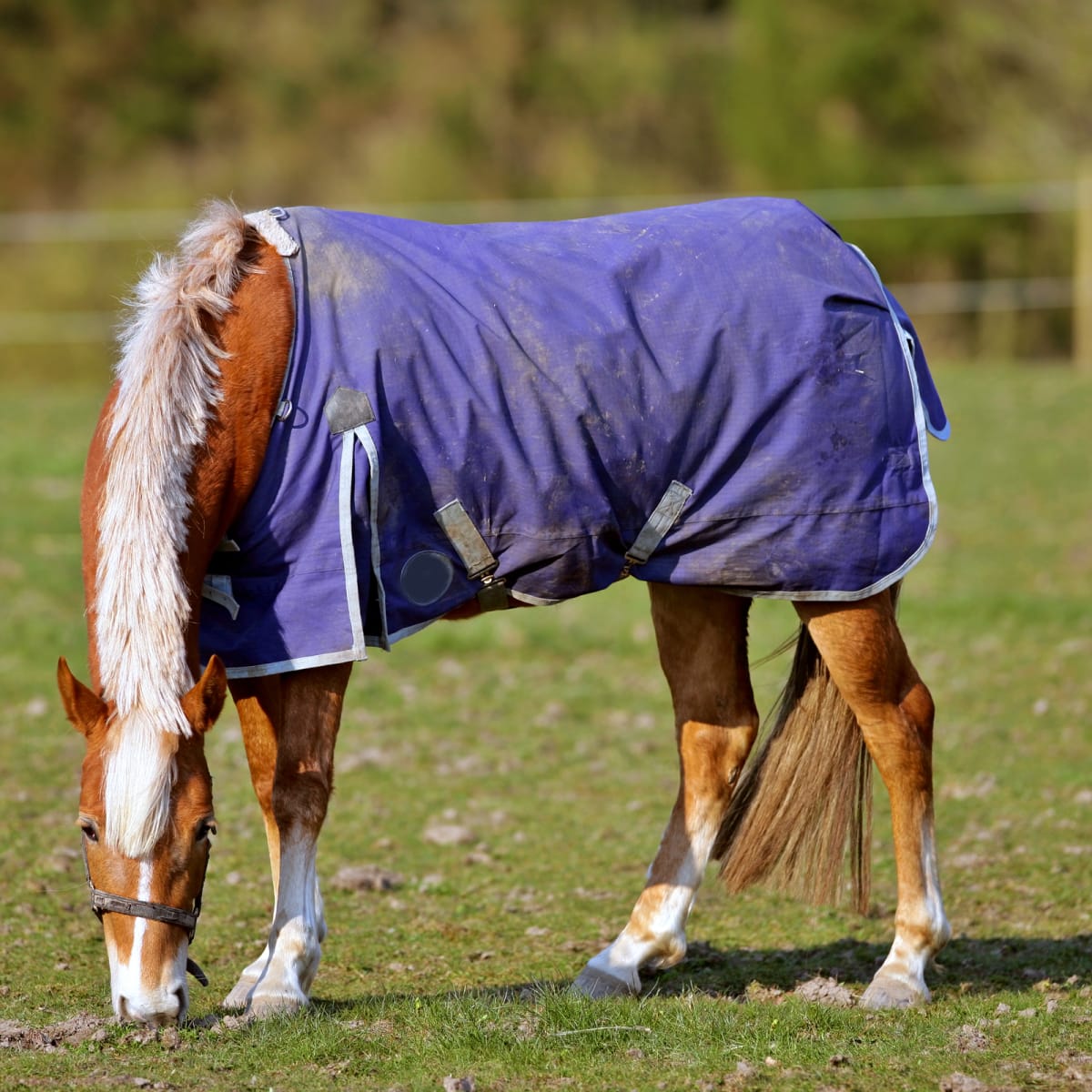 Are Horse Blankets Really Necessary?