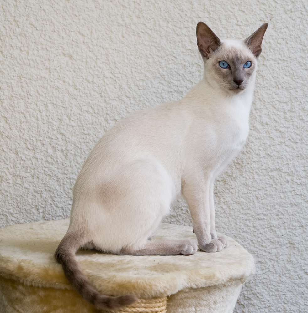 An In Depth Look At Siamese Cats