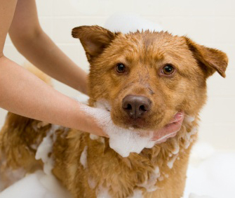 Bathing a dog